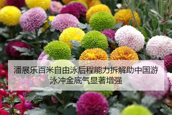 潘展乐百米自由泳后程能力拆解助中国游泳冲金底气显著增强